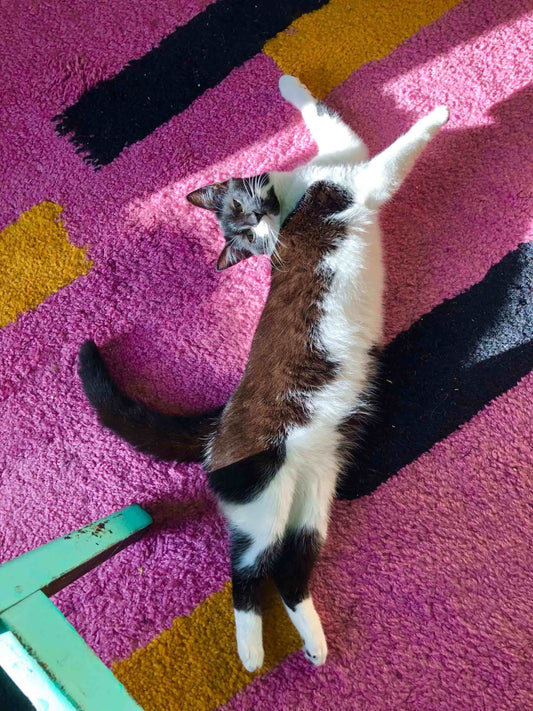 Pets Love tufted rugs